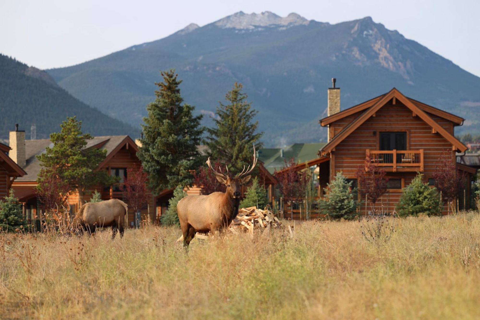 Chic Retreat Indoor Outdoor Fireplace, Private Jacuzzi, Great Location! Estes Park Luaran gambar